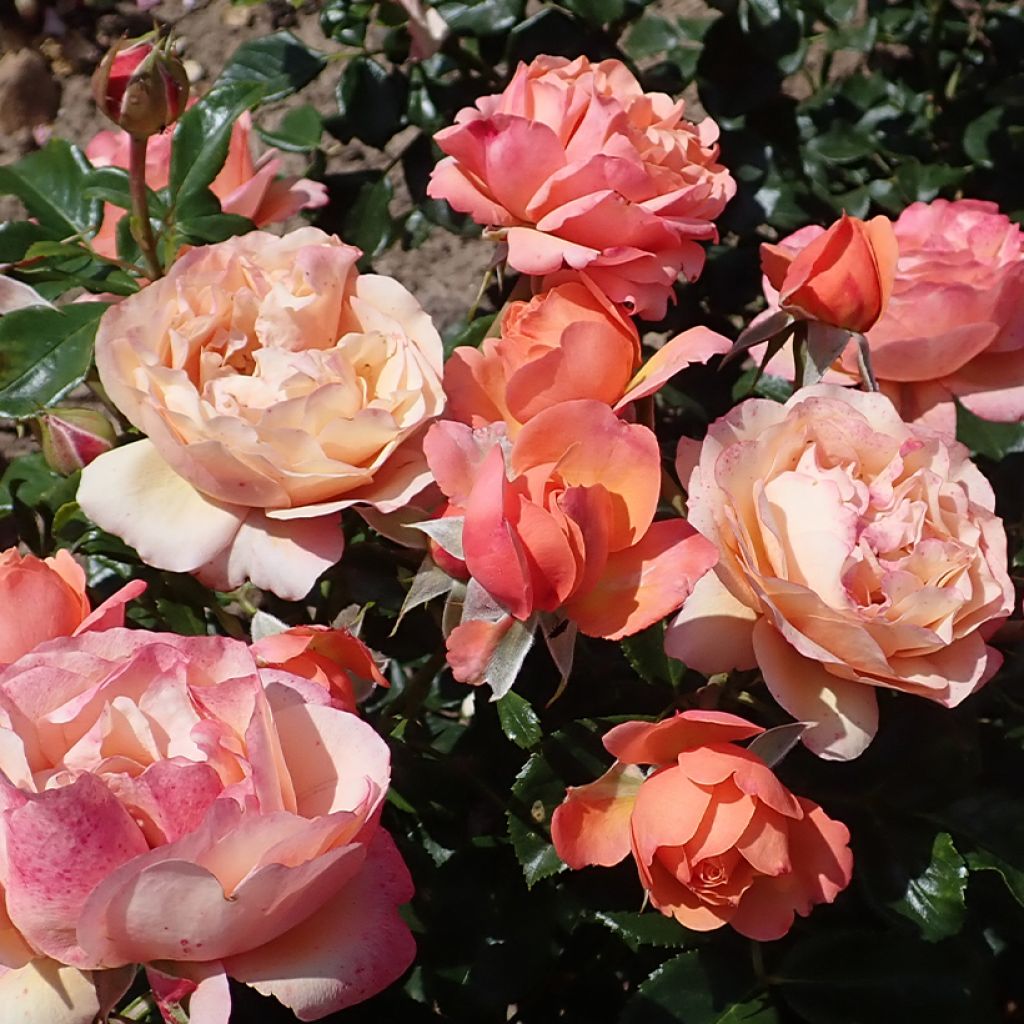Rosa polyantha Fantasia Coral Lions-Rose