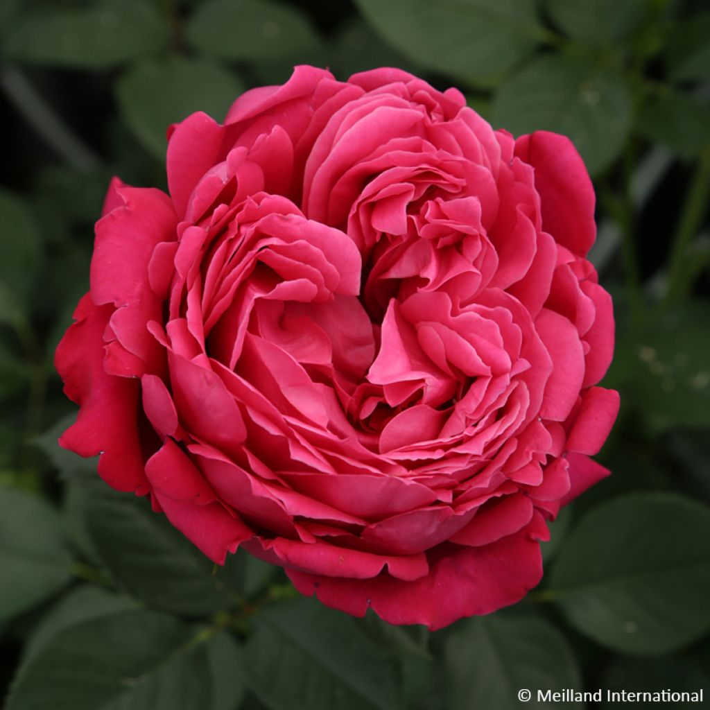 Rosa Alexandre Astier - Rose ibrida di tea