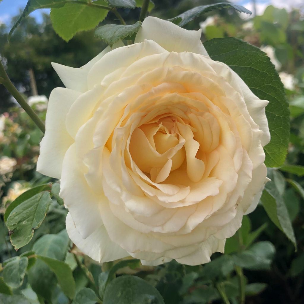 Rosa Anastasia - Rose ibrida di tea