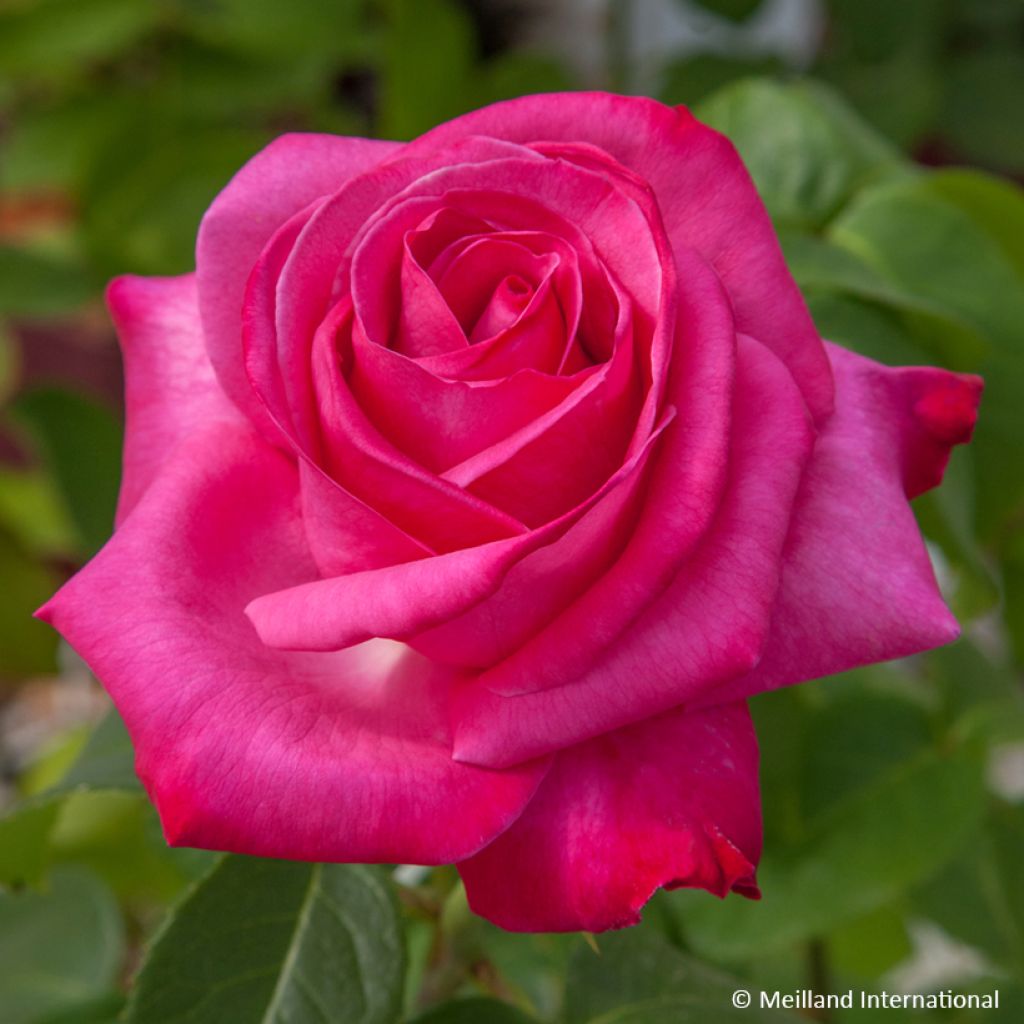 Rosa Caprice de Meilland - Rose ibrida di tea