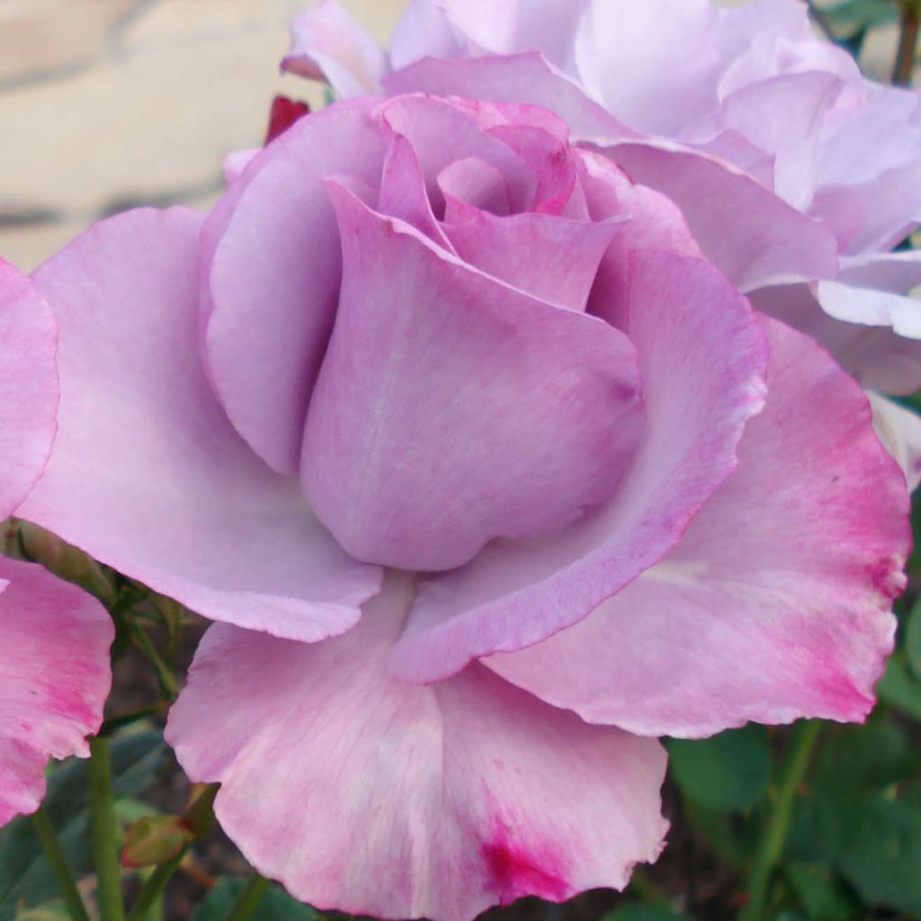 Rosa Dioressence - Rose ibrida di tea