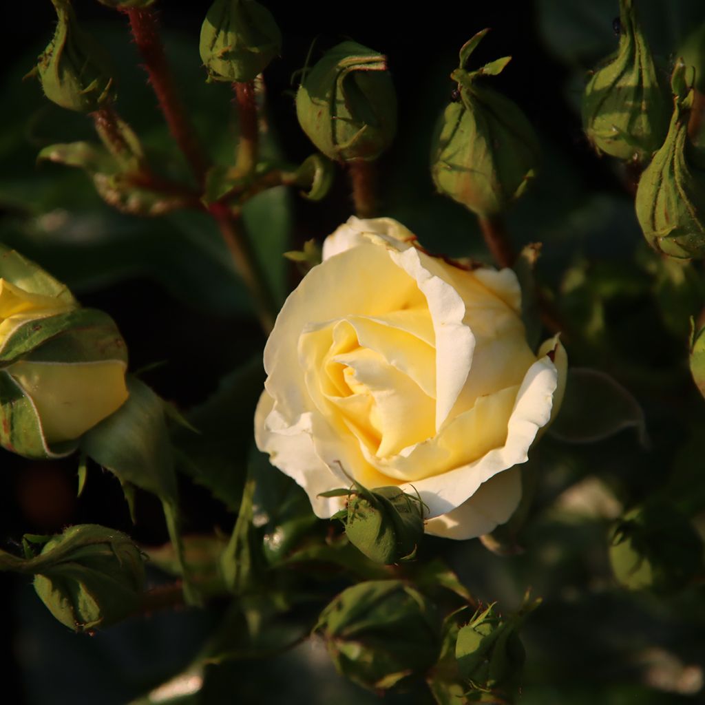 Rosa Eleganza Limona - Rose ibrida di tea