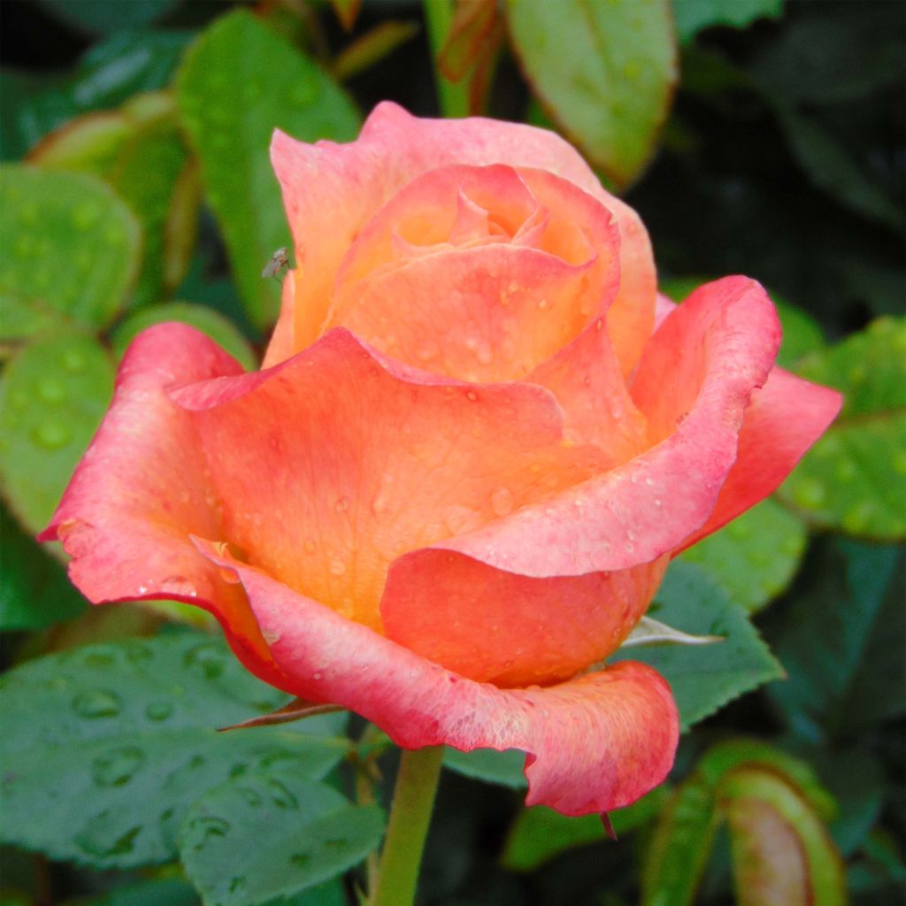 Rosa Ibiza - Rose ibrida di tea