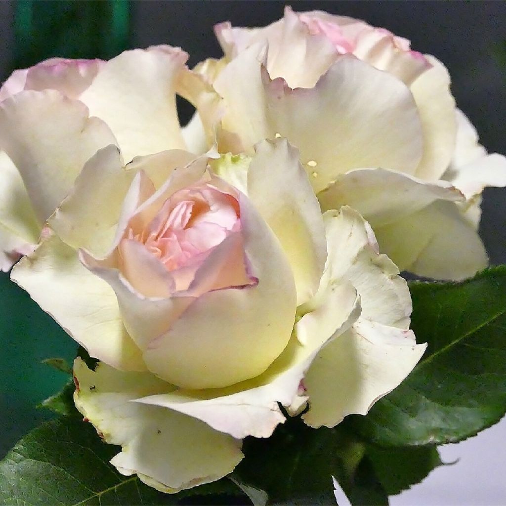 Rosa Niharika