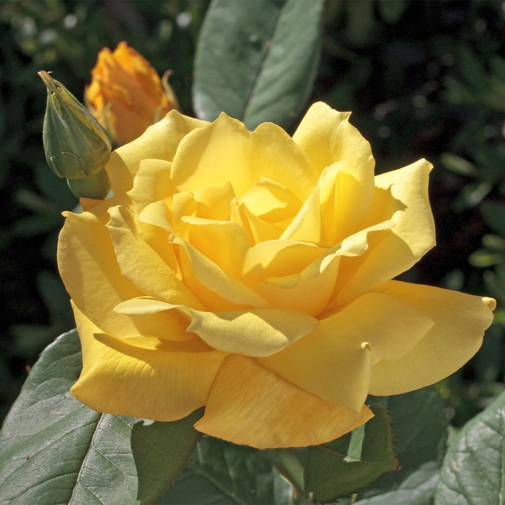 Rosa Pacific Sunset
