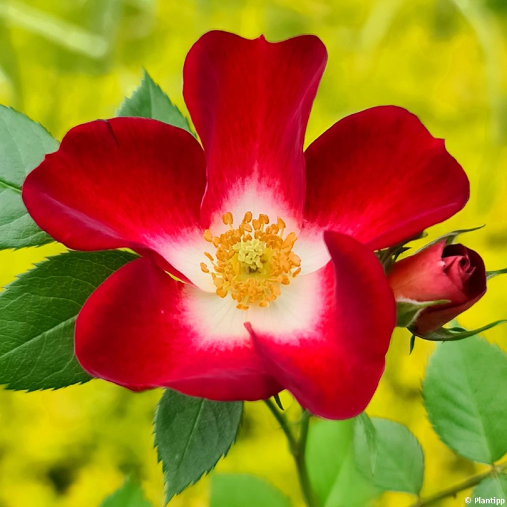 Rosa polyantha Everglow Ruby