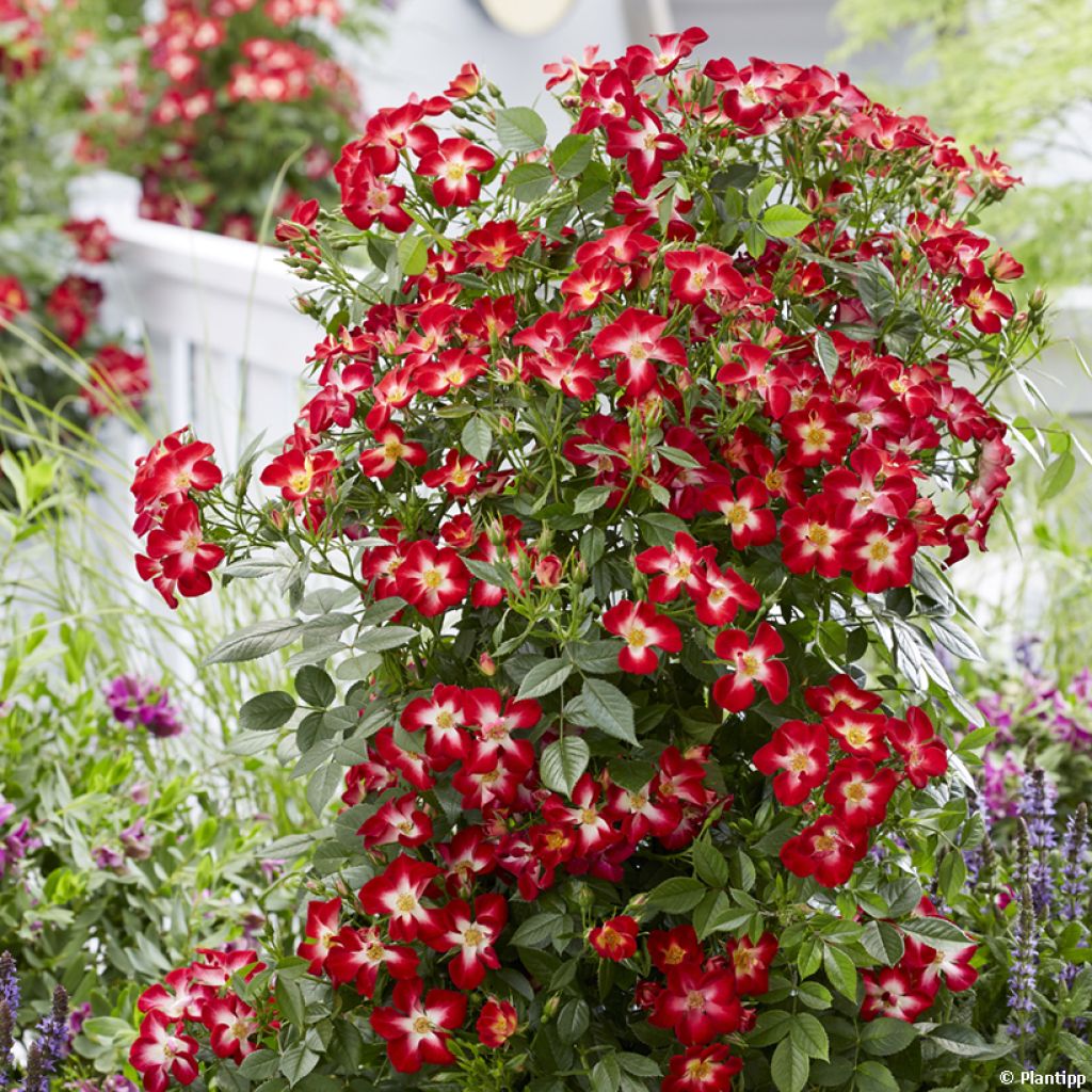 Rosa polyantha Everglow Ruby