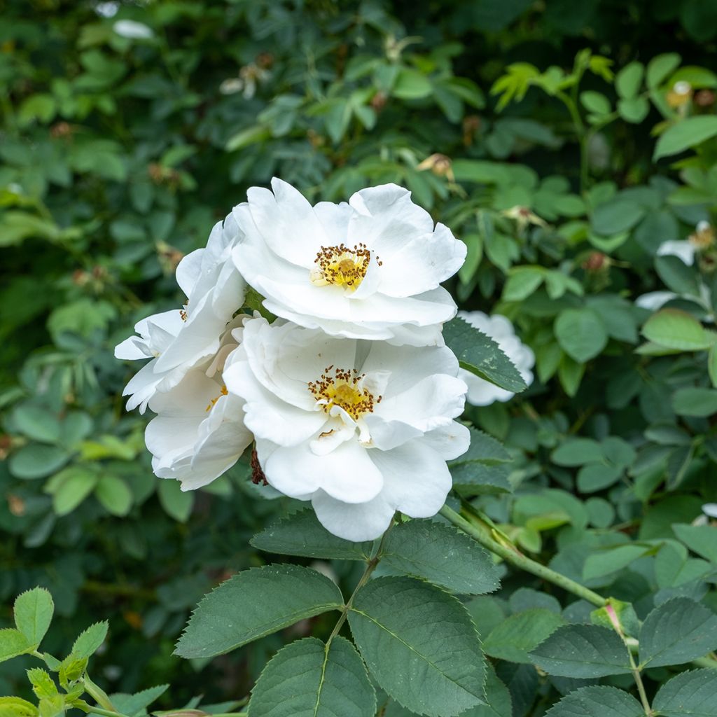 Rosa bianca Suaveolens