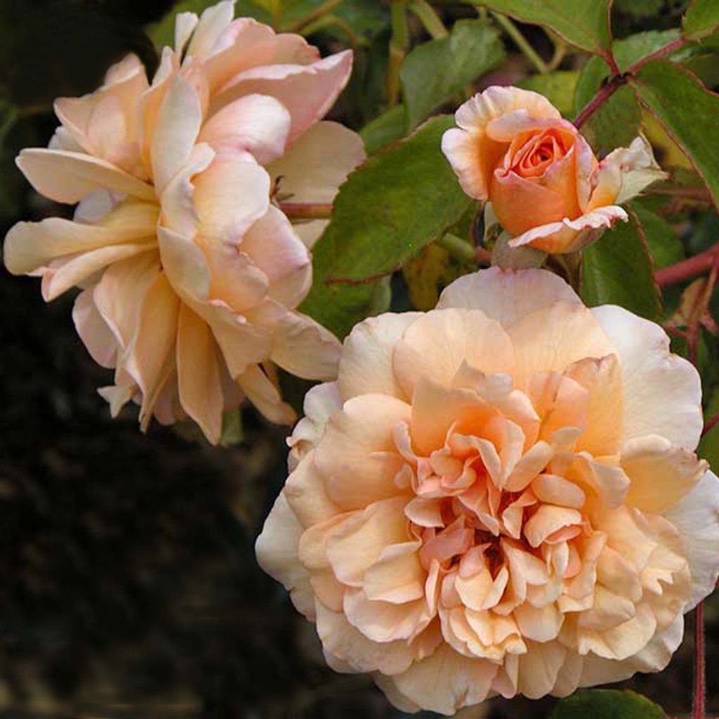 Rosa moscata Buff Beauty