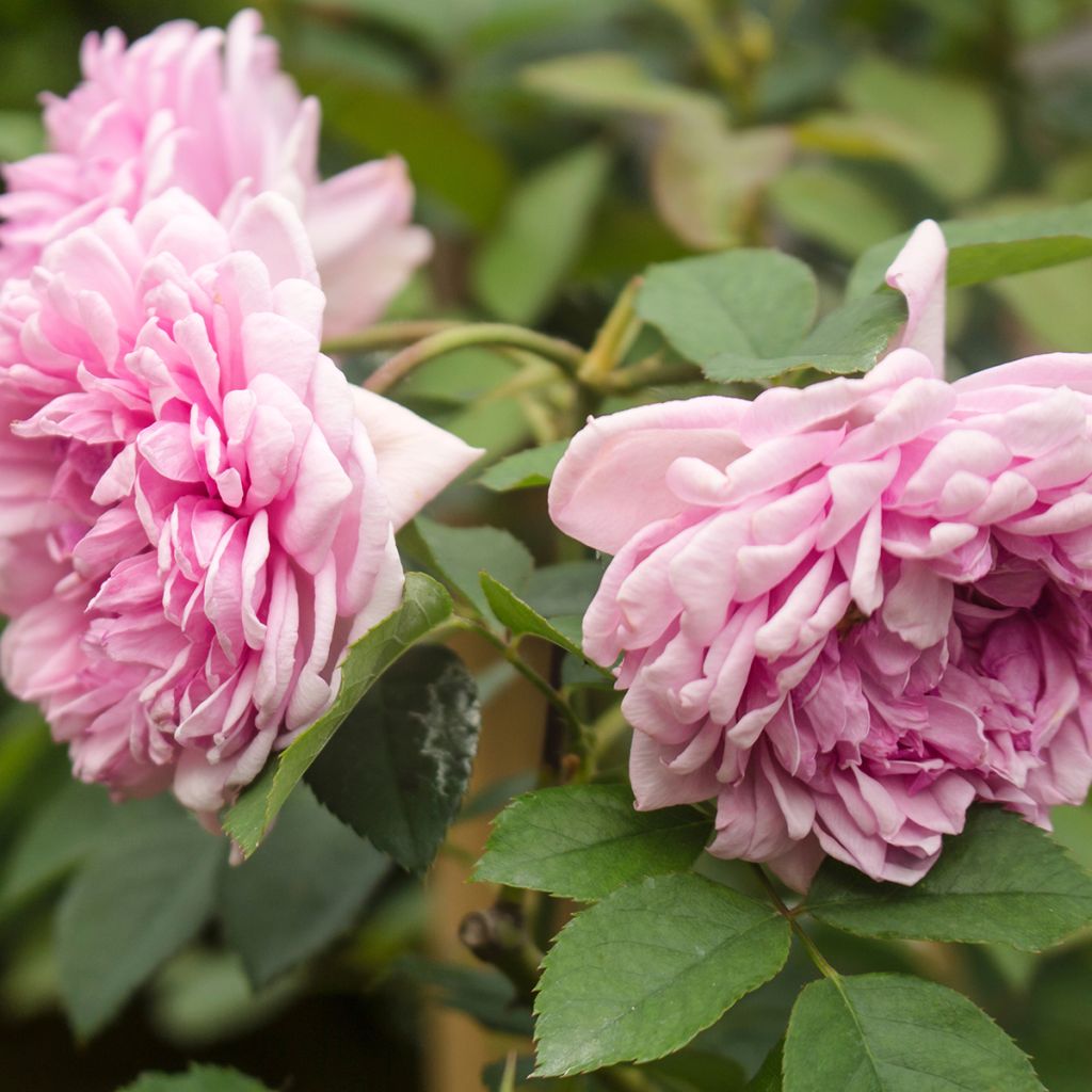 Rosa centifolia Muscosa