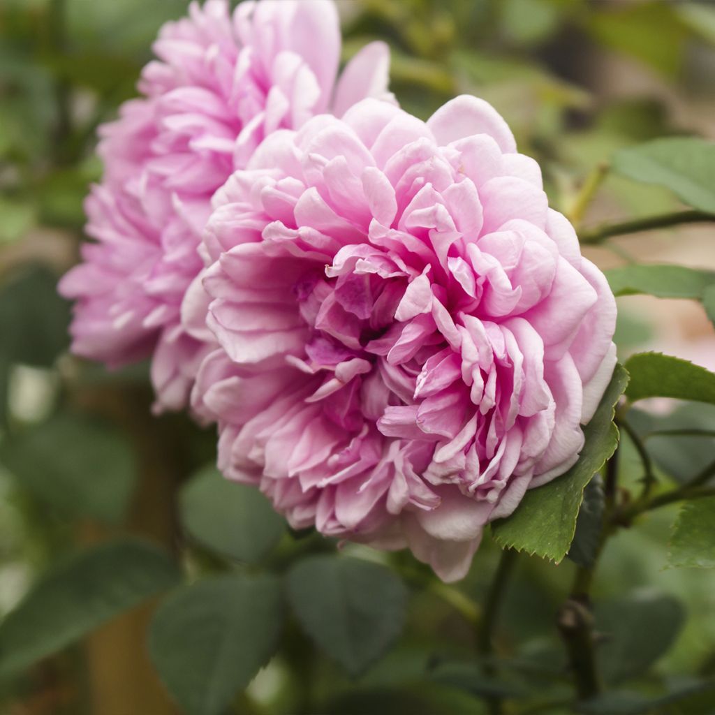 Rosa centifolia Muscosa