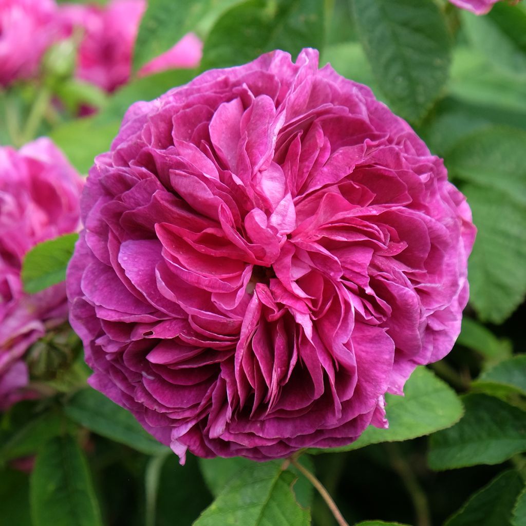 Rosa gallica Charles de Mills - Rosa serpeggiante