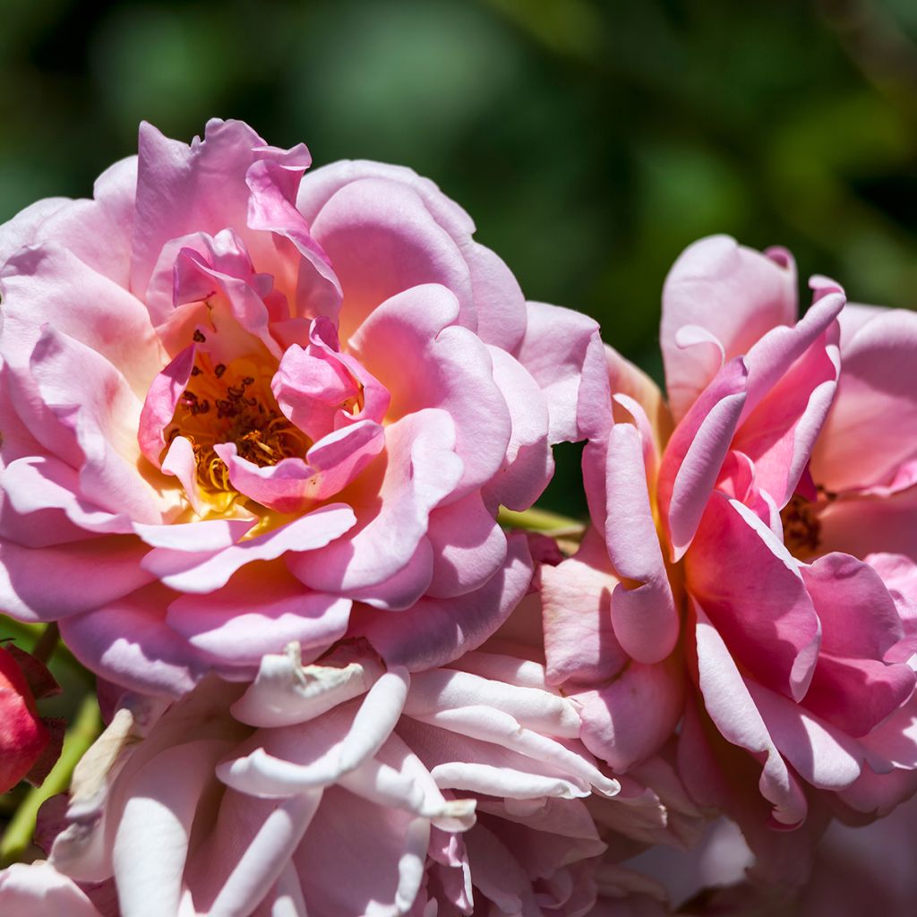 Rosa moscata Felicia