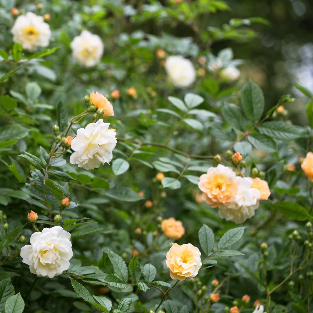 Rosa multiflora Ghislaine de Féligonde