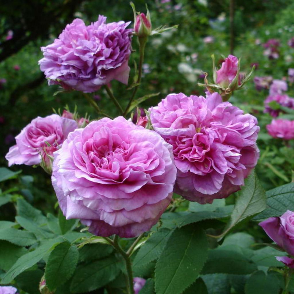 Rosa gallica Jenny Duval - Rosa serpeggiante