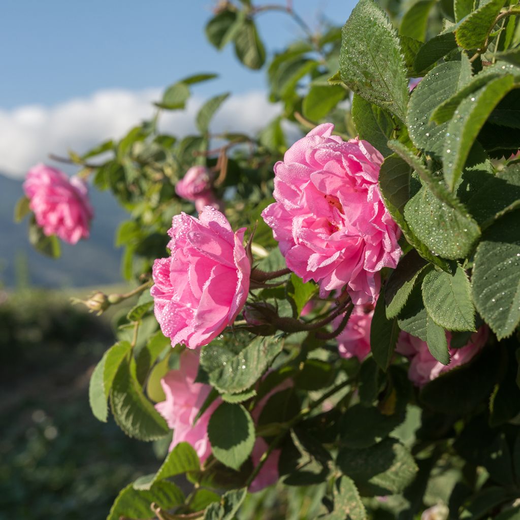 Rosa antica Trigintipetala