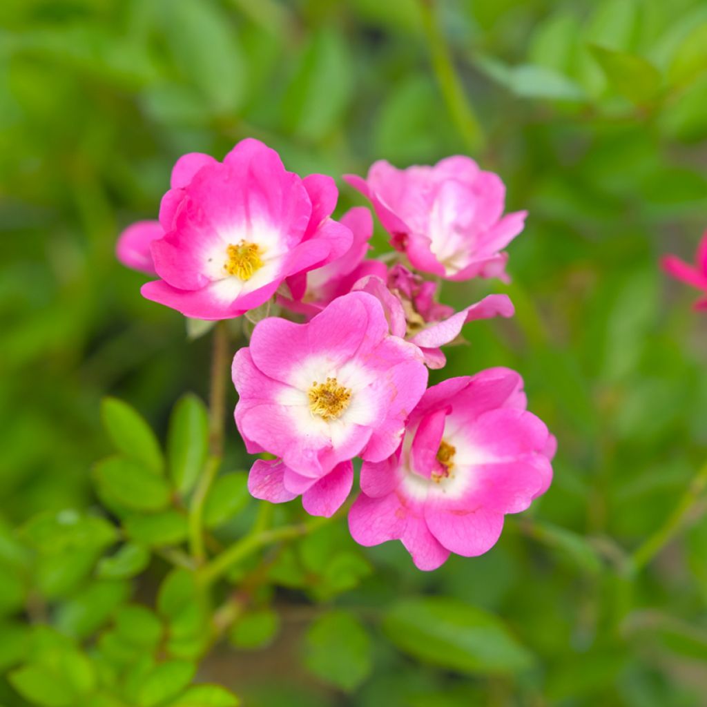Rosa moscata Mozart