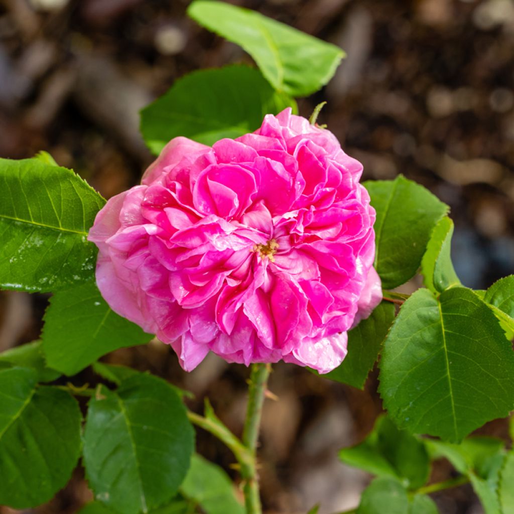 Rosa antica Mrs John Laing
