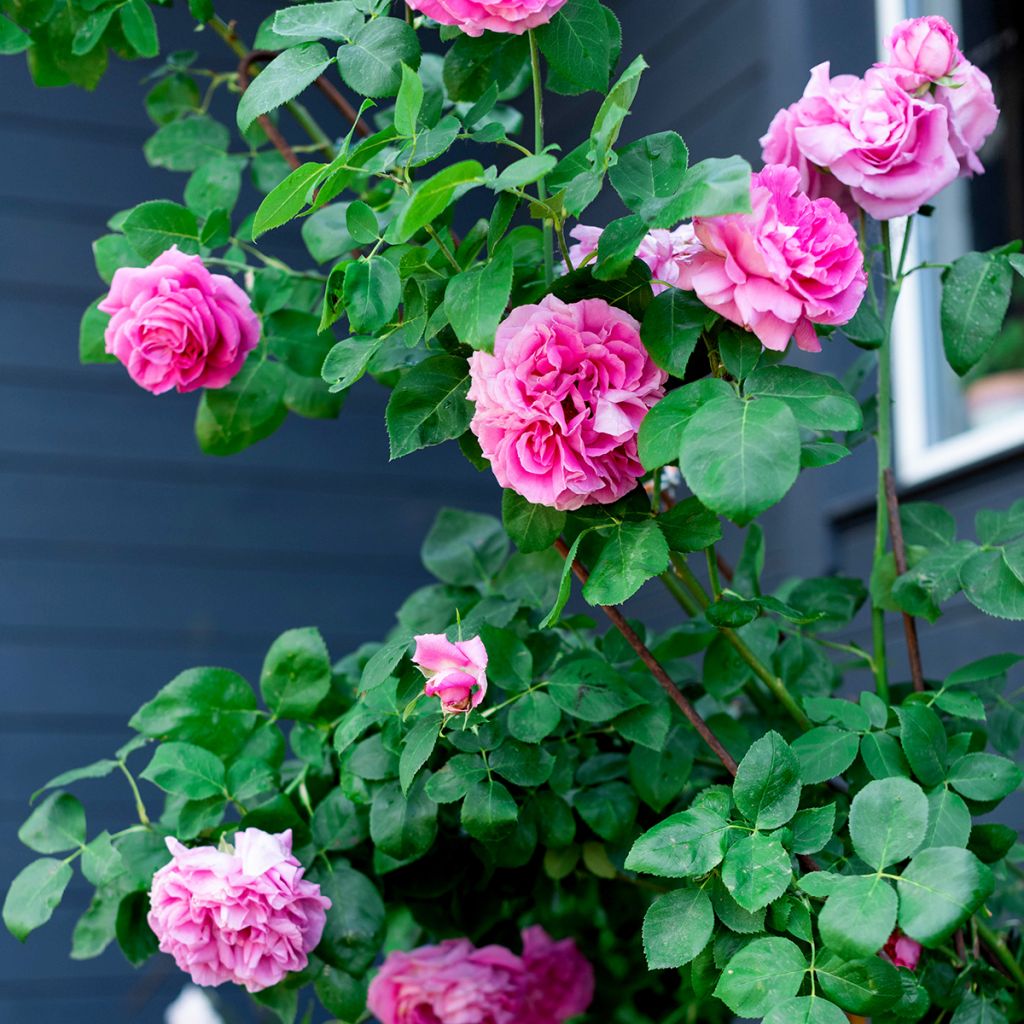 Rosa antica Paul Neyron