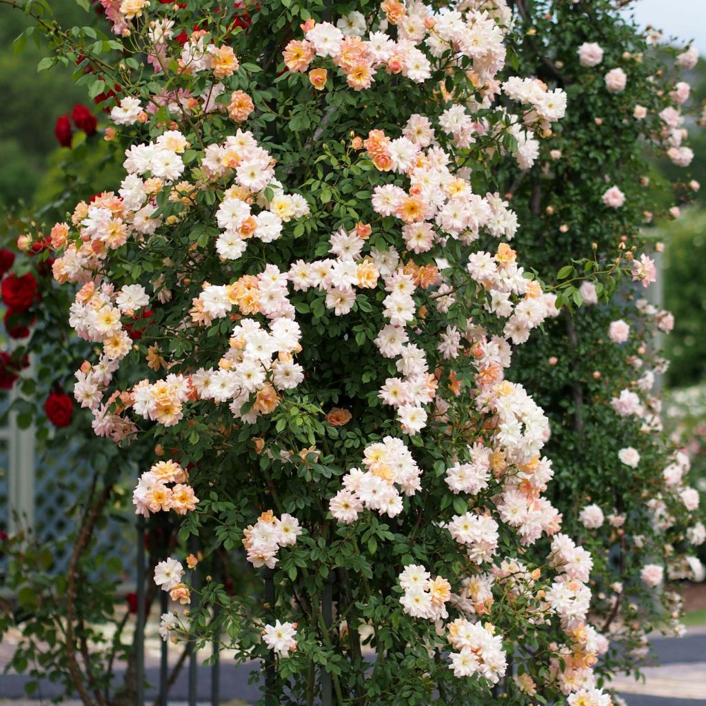 Rosa multiflora Phyllis Bide