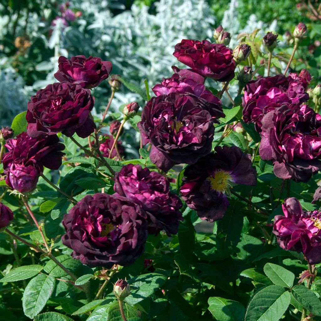 Rosa gallica Tuscany Superb - Rosa serpeggiante