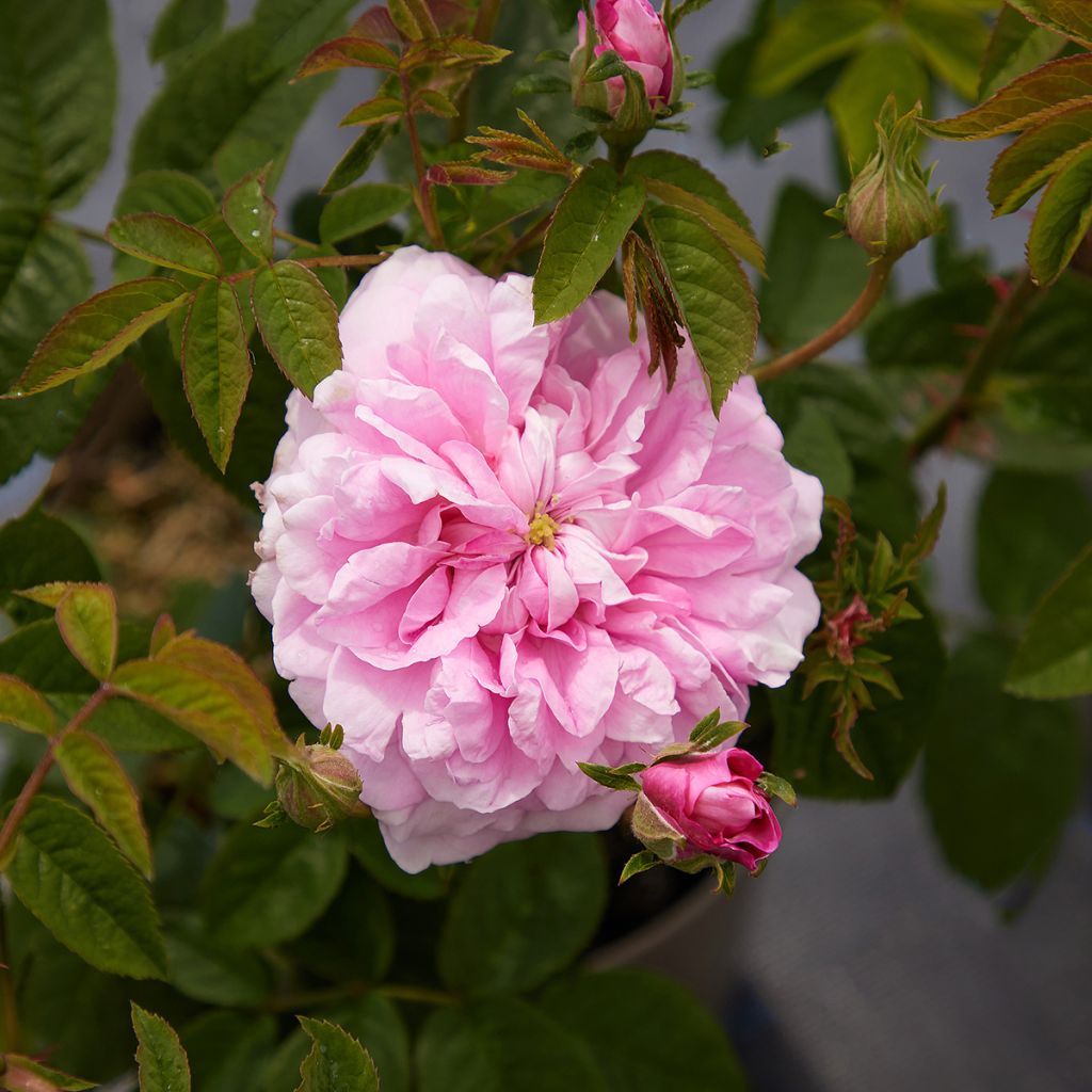 Rosa Ispahan - Rosa di Damas