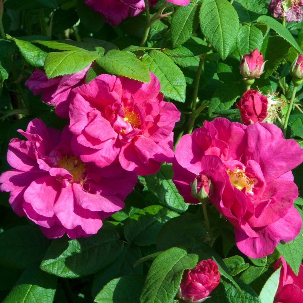 Rosa gallica Officinalis Bio