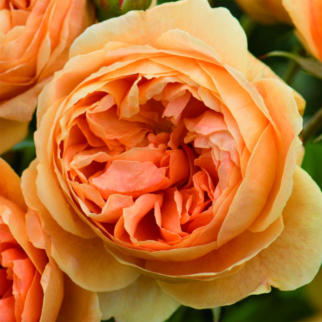 Rosier anglais Carolyn Knight® - Austurner