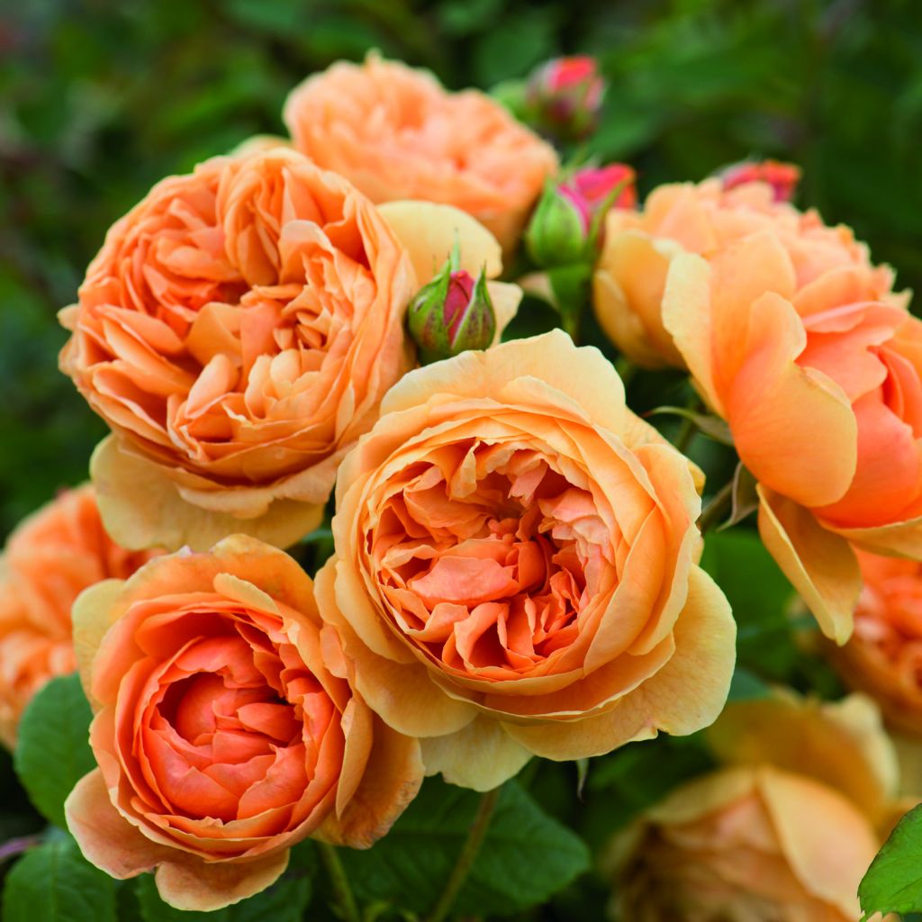 Rosier anglais Carolyn Knight® - Austurner