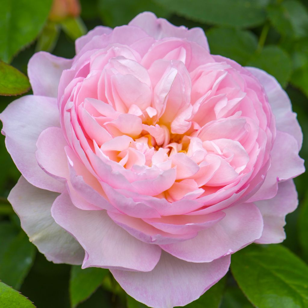 Rosa Gentle Hermione