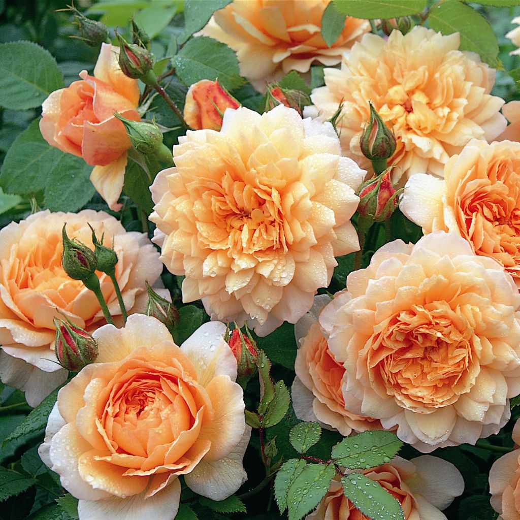 Rosa Grace