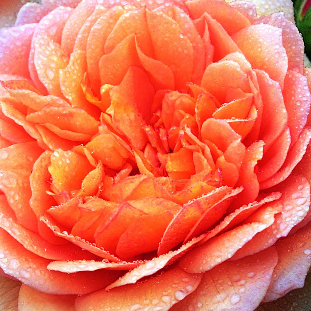 Rosa Grace