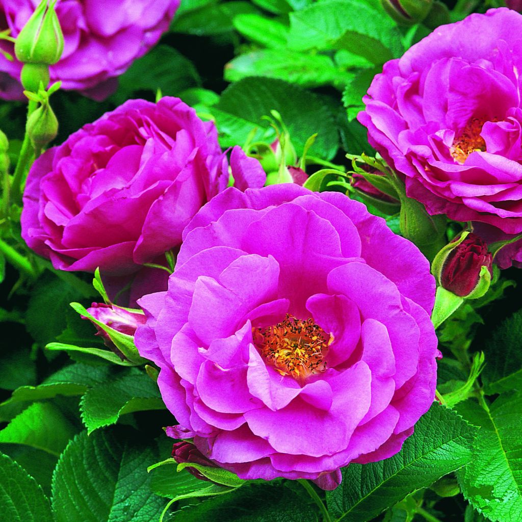 Rosa rugosa Wild Edric - Aushedge