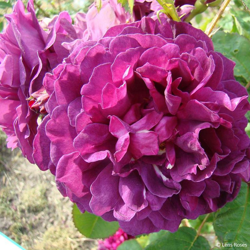 Rosa gallica officinalis Etoile Pourpre