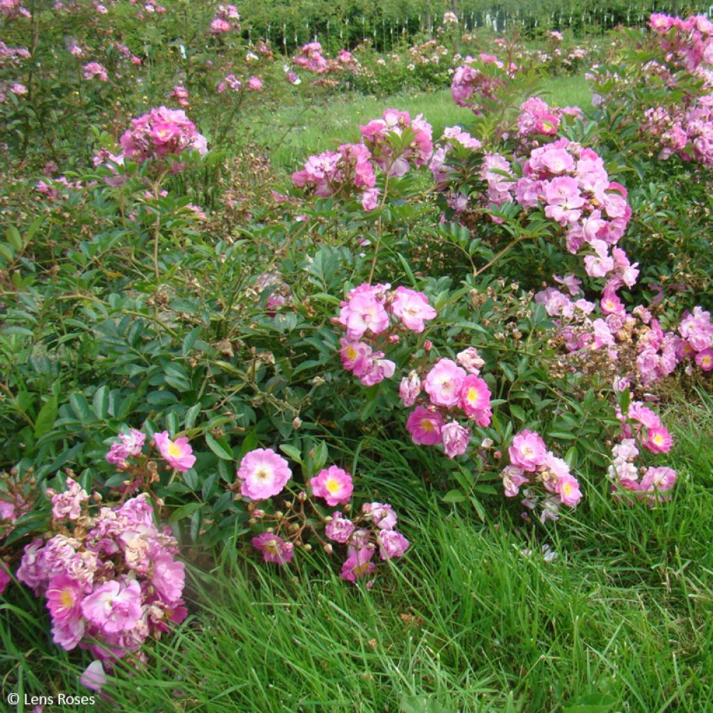 Rosa moscata Millie Fleur