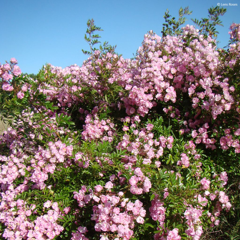Rosa moscata Millie Fleur