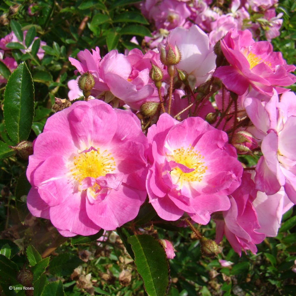 Rosa moscata Millie Fleur