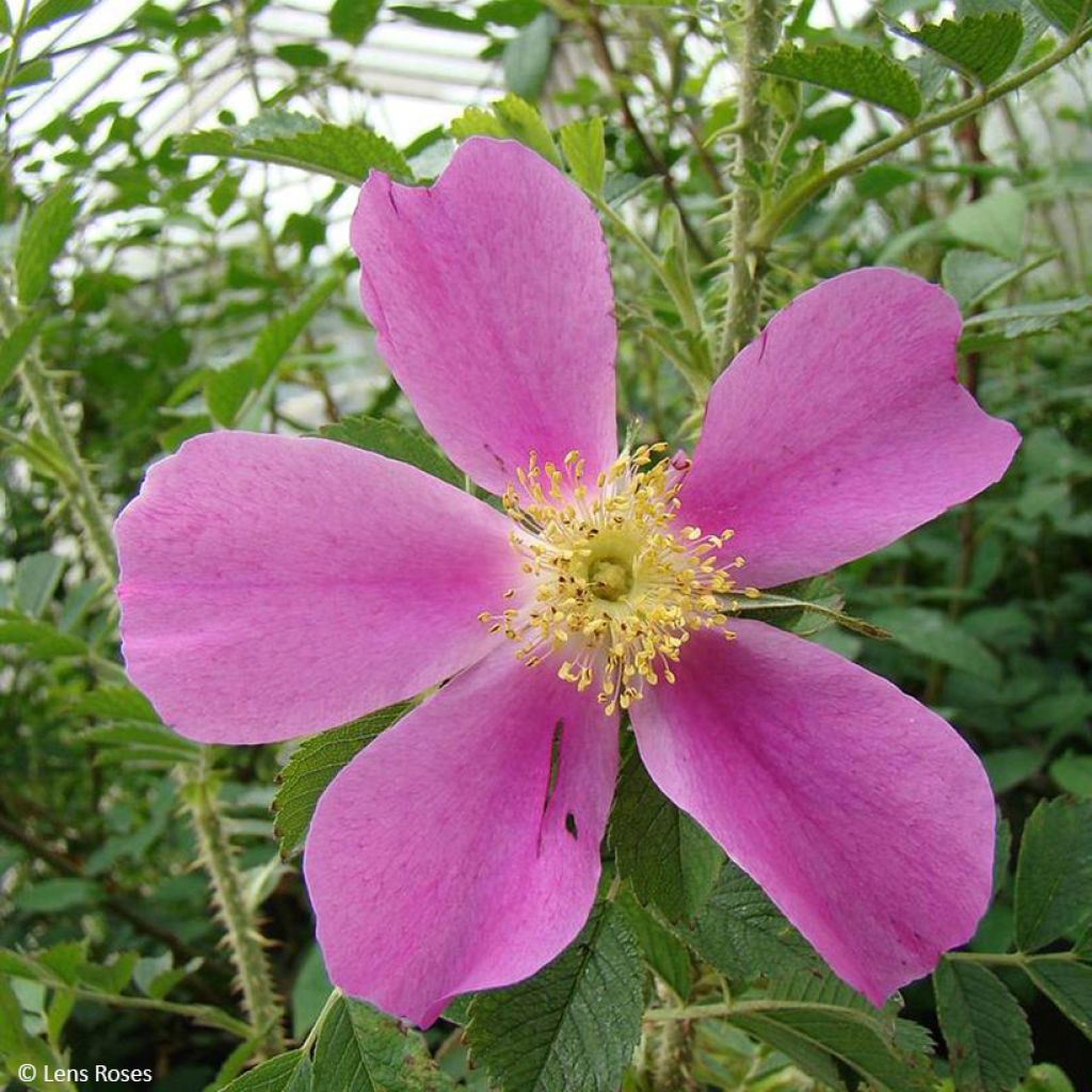 Rosa polyantha Pink Mystery
