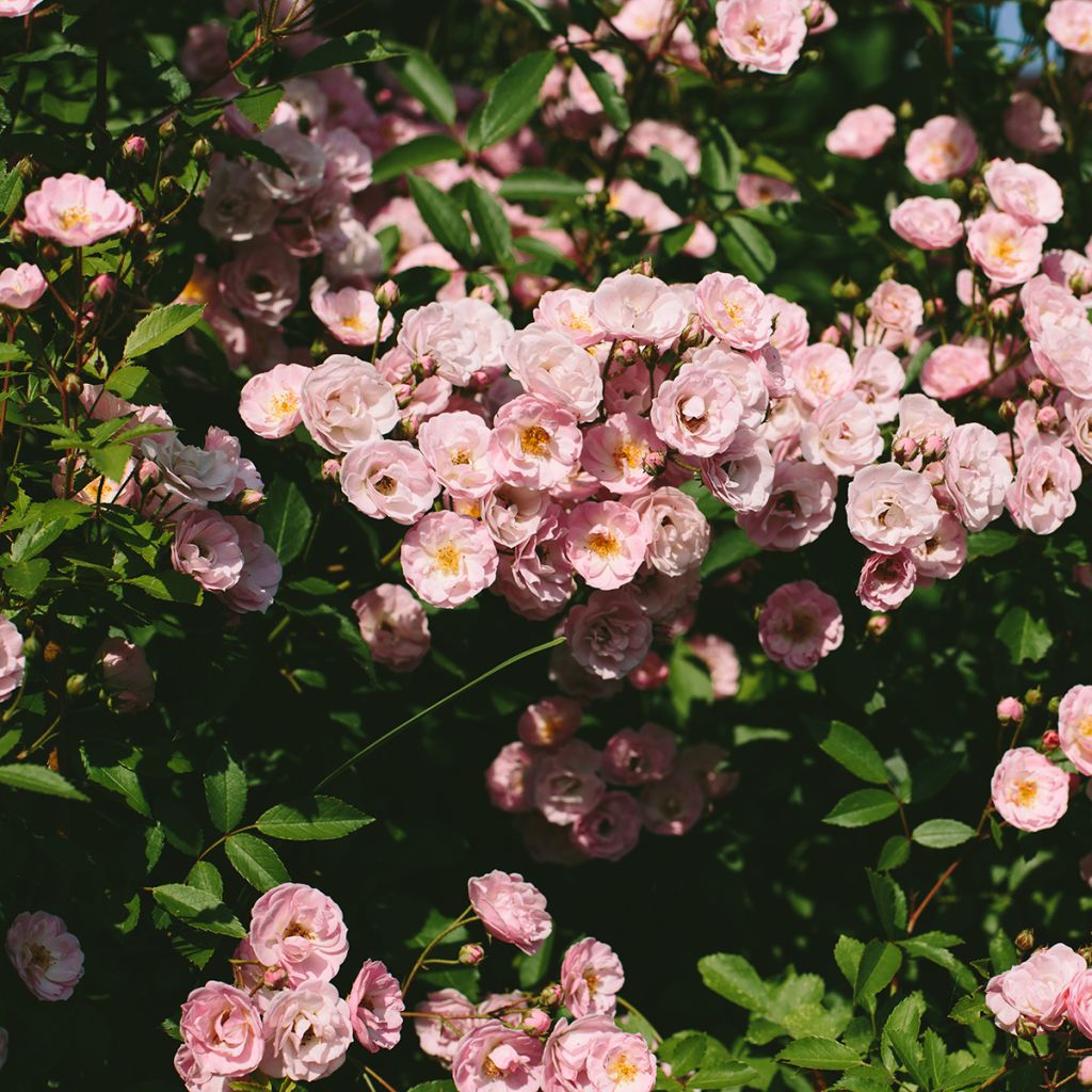 Rosa moscata Queen of the Musks