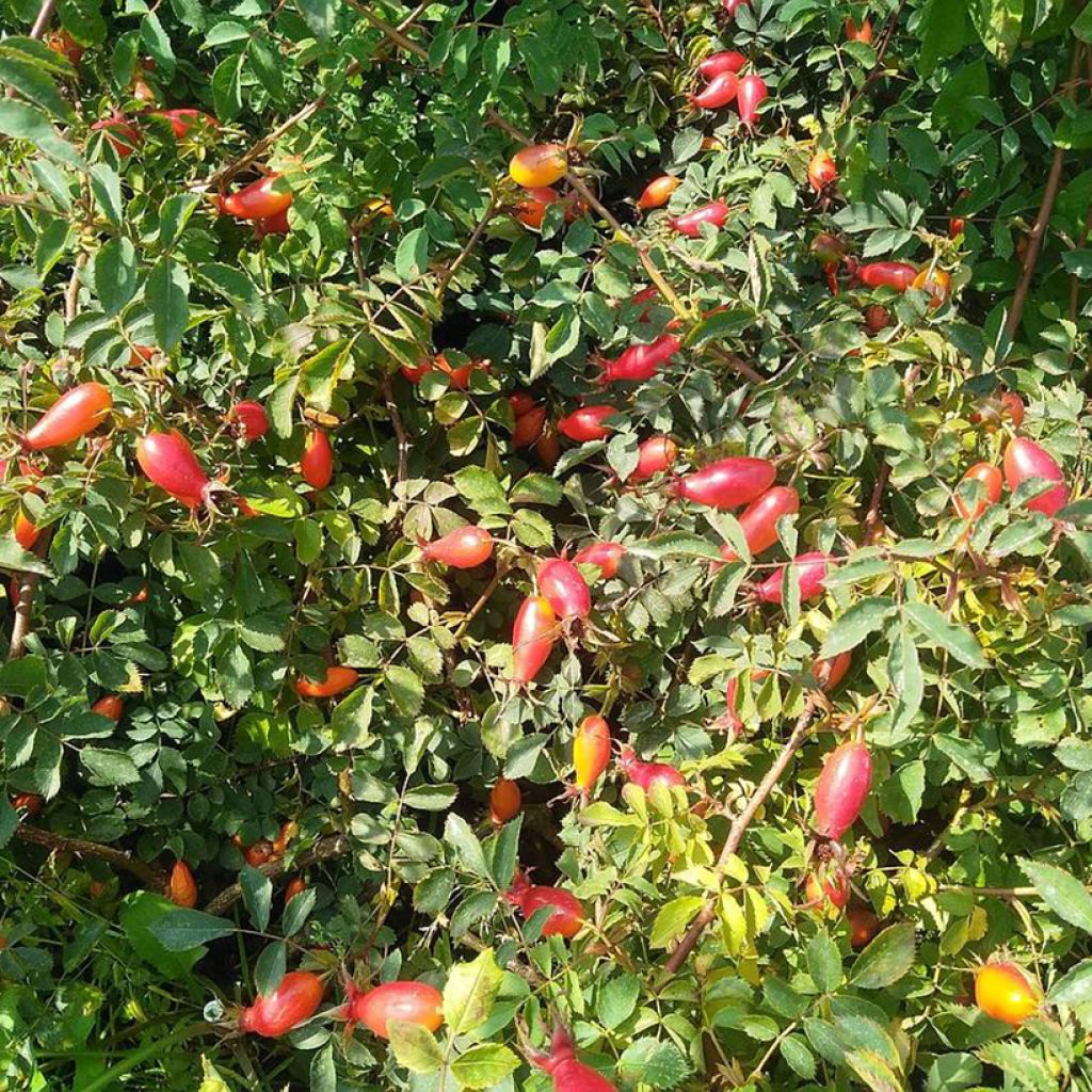 Rosa pendulina Bourgogne - Rosa alpina