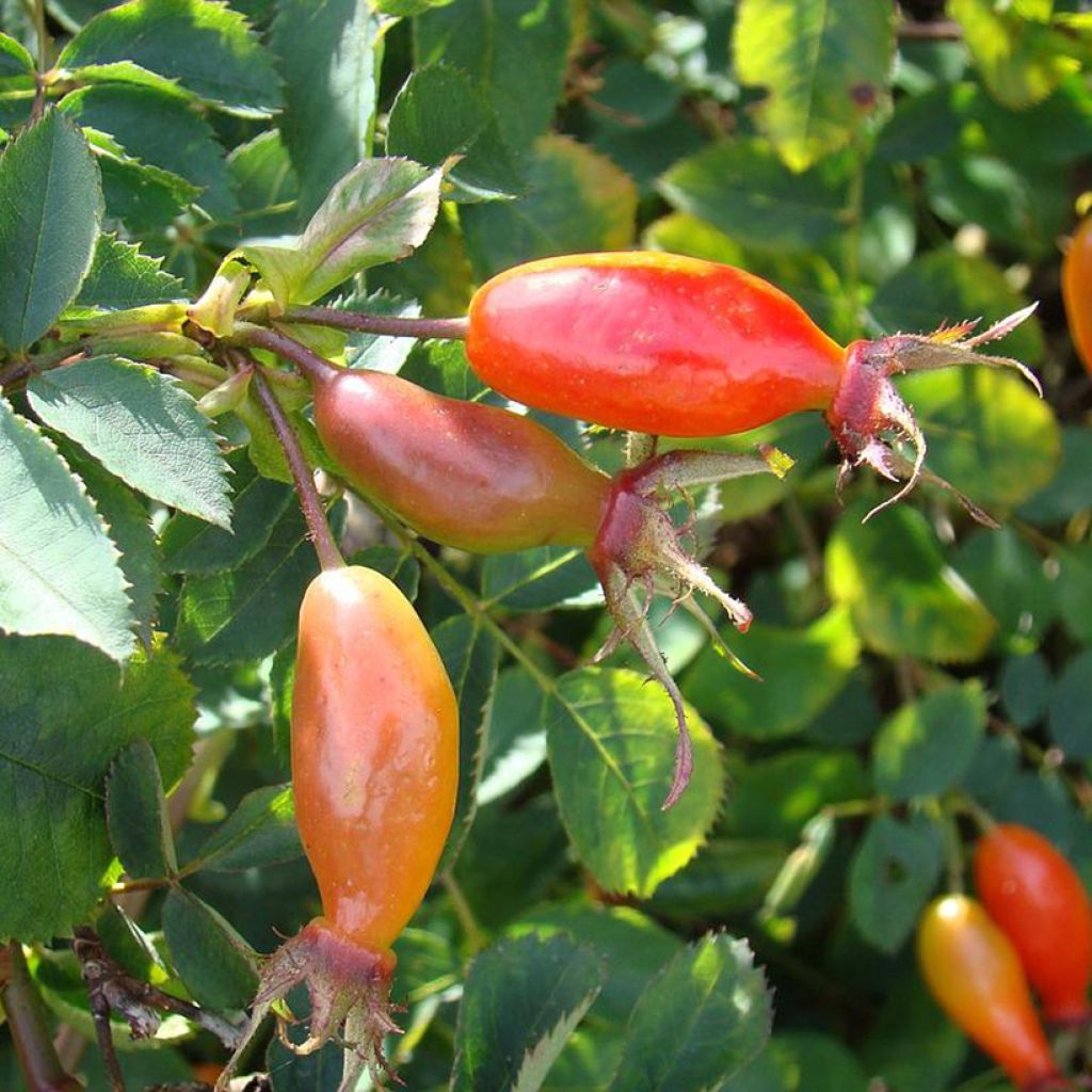 Rosa pendulina Bourgogne - Rosa alpina