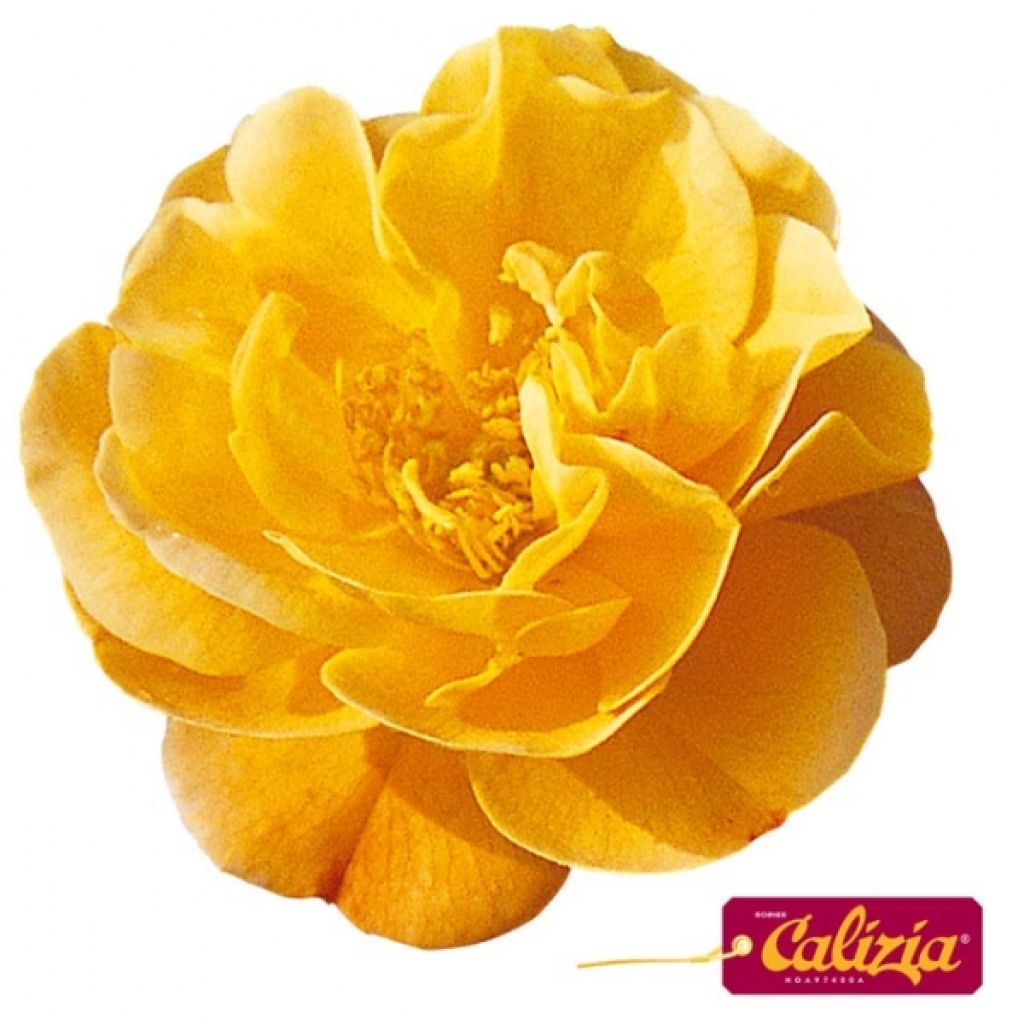 Rosa tappezzante Sedana