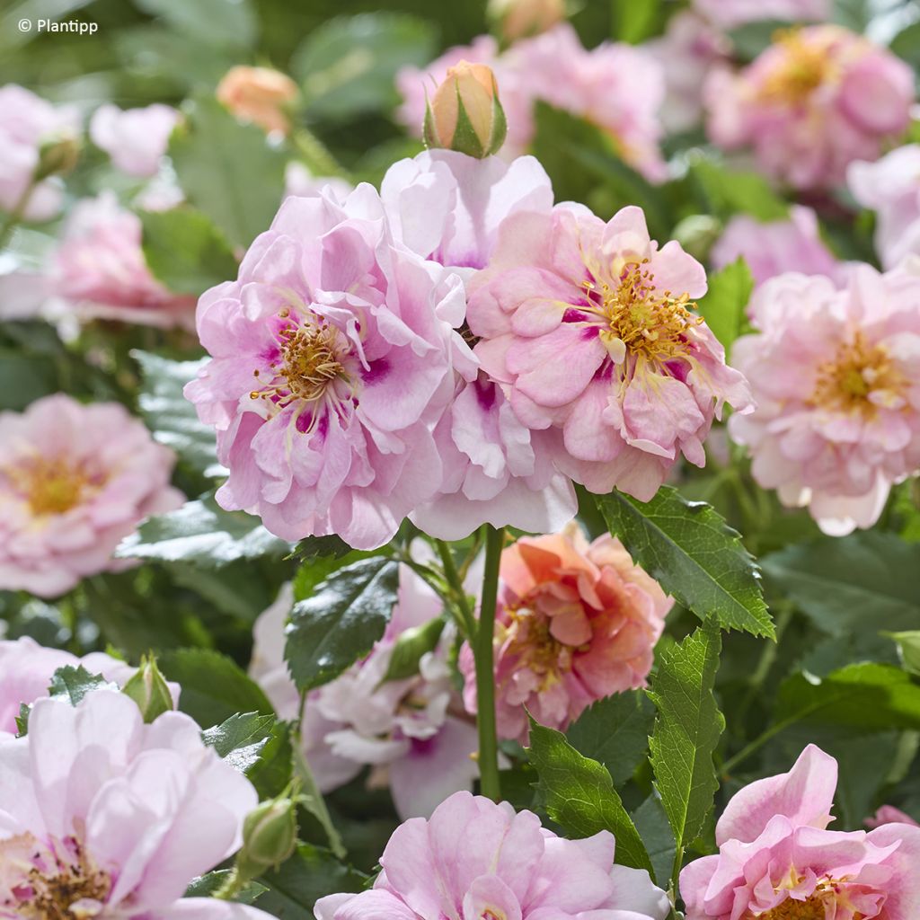 Rosa tappezzante Amirose