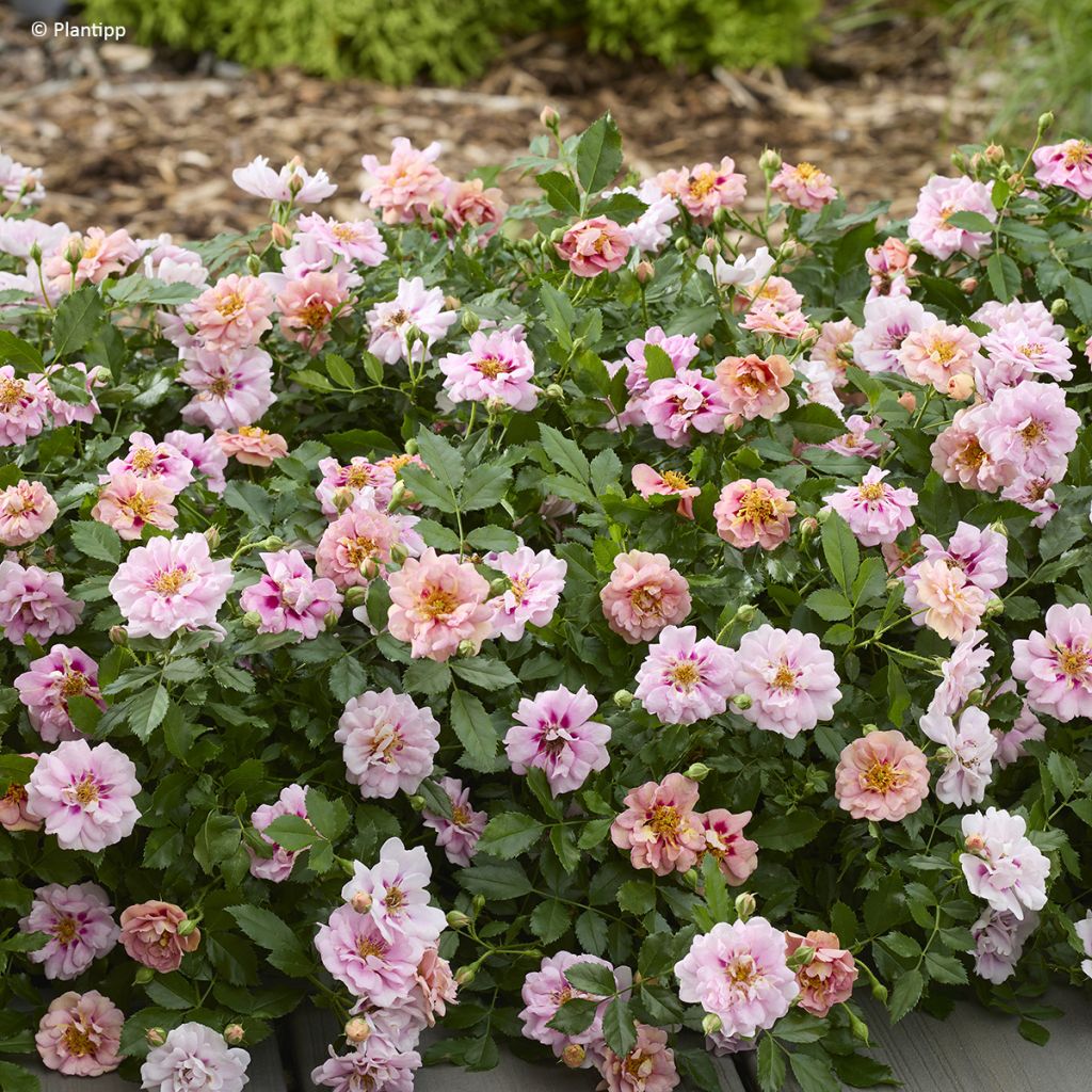 Rosa tappezzante Amirose