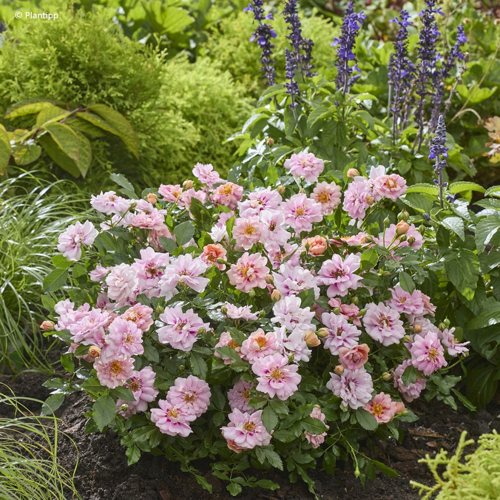 Rosa tappezzante Amirose