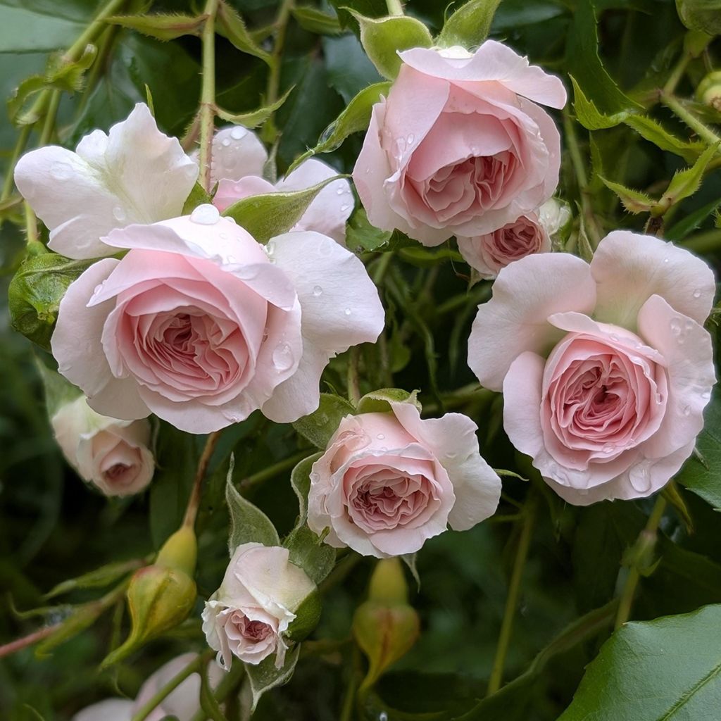 Rosa tappezzante Larissa