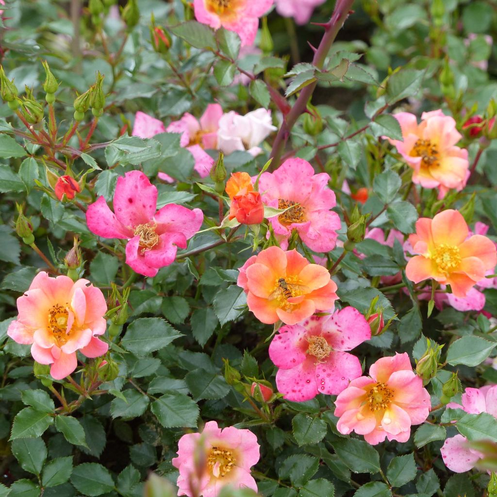 Rosier couvre-sol Happy Chappy ®