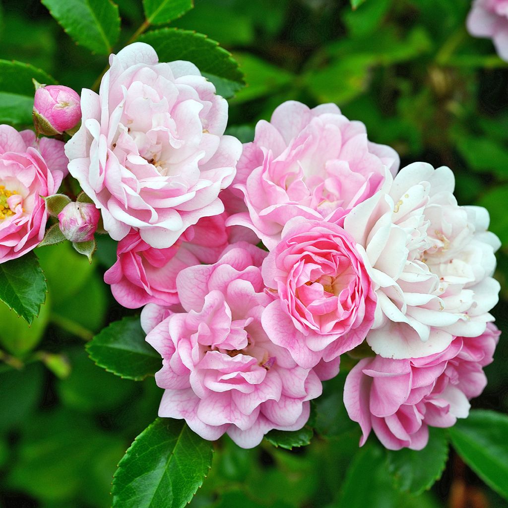 Rosa banksiae Rosea - Rosa di Lady Banks