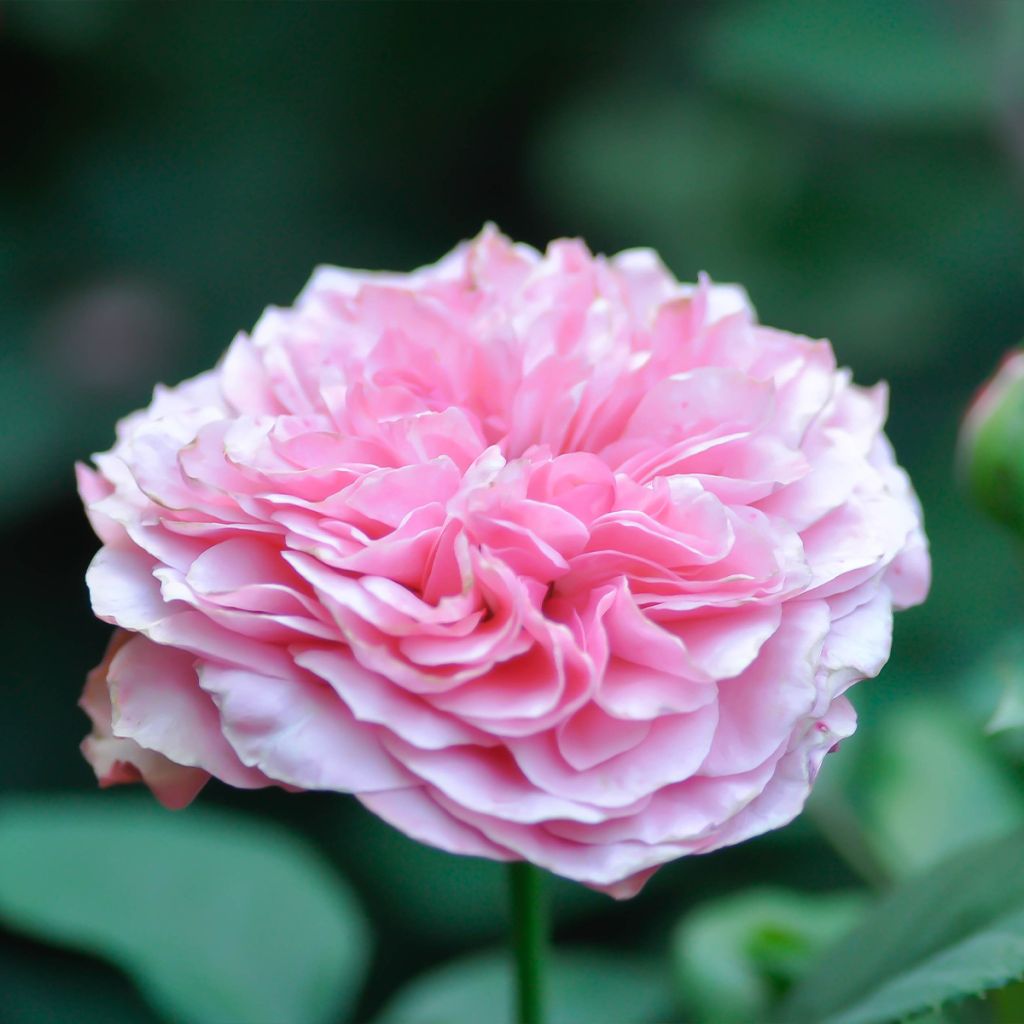 Rosa (x) damascena - Rosa di Damas