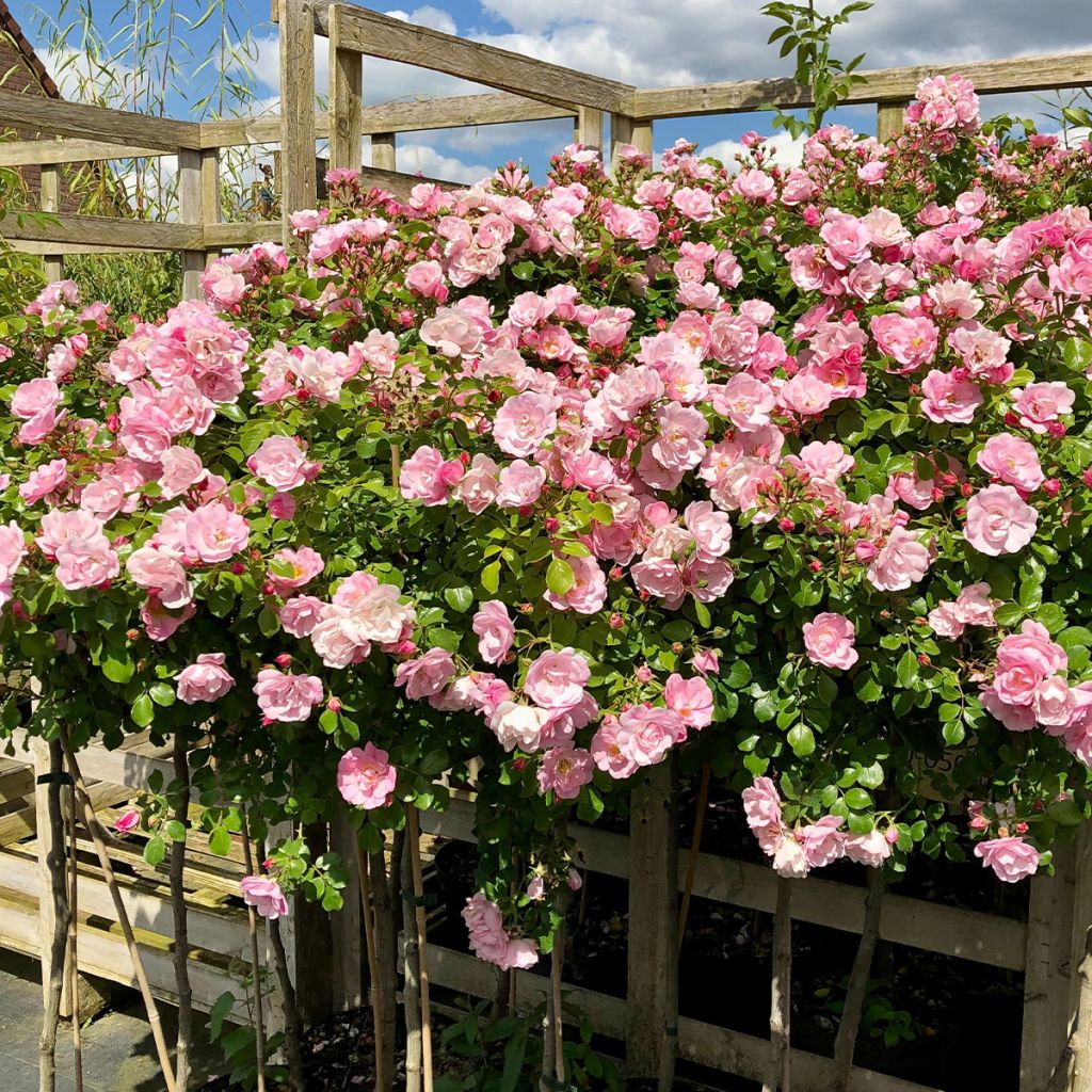 Rosa ad alberello Mareva